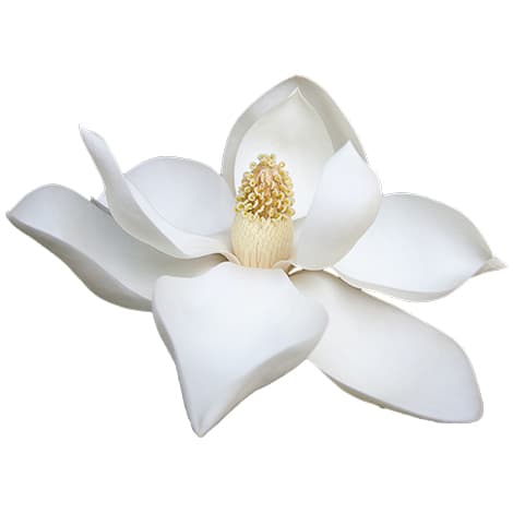 Magnolia