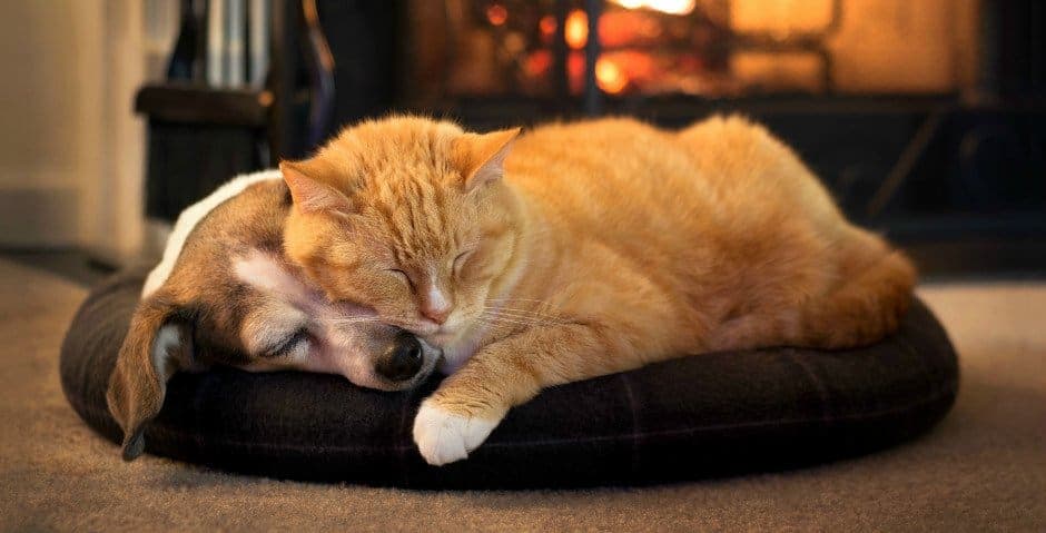 En orange katt och en ligger på varandra och sover på golvet.