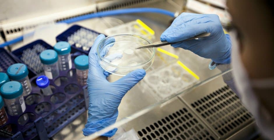 Närbild på händer som arbetar med en petriskål.