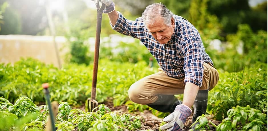 Äldre man som arbetar i trädgården.