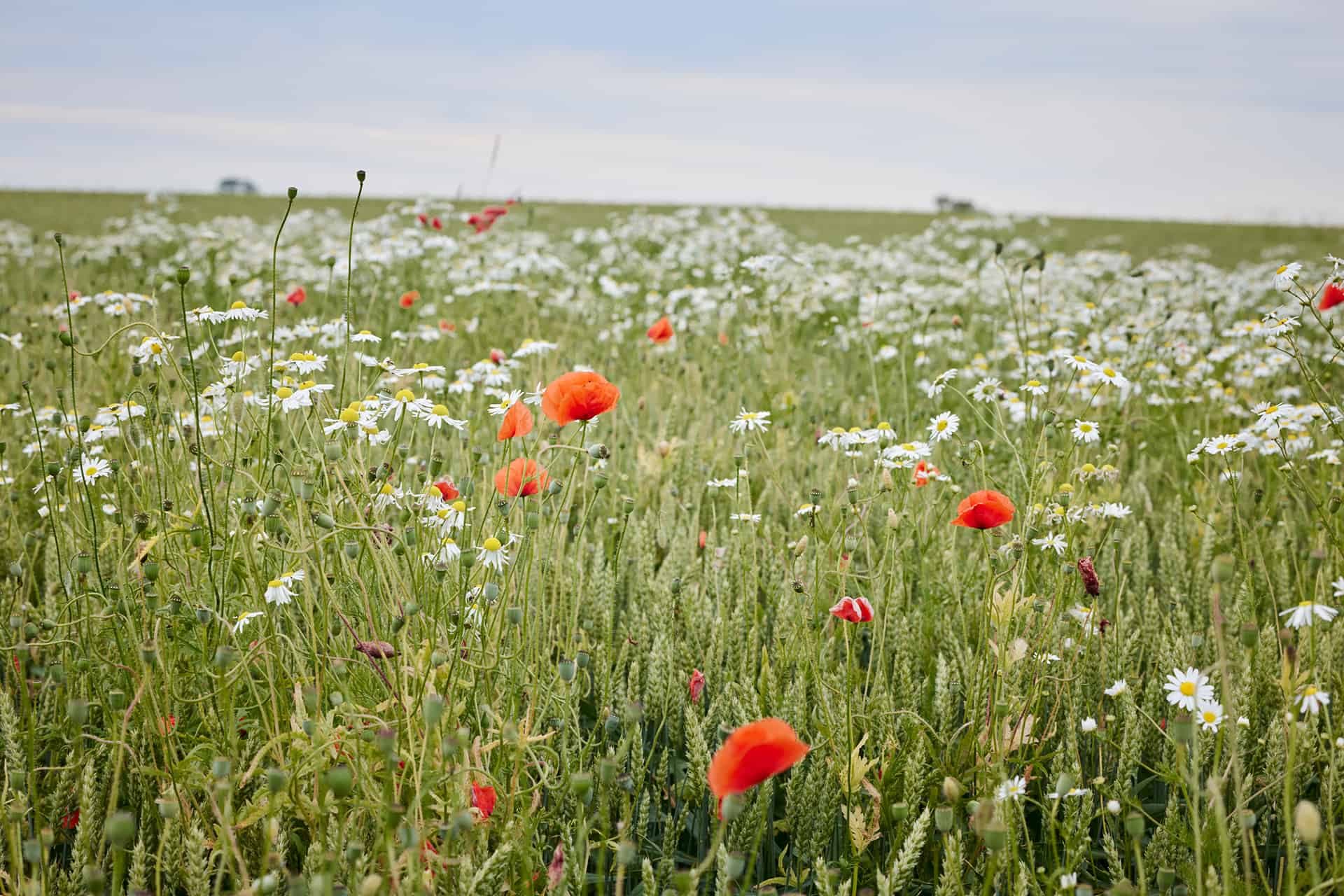 Ett svenskt sommarfält med röda och vita blommar.