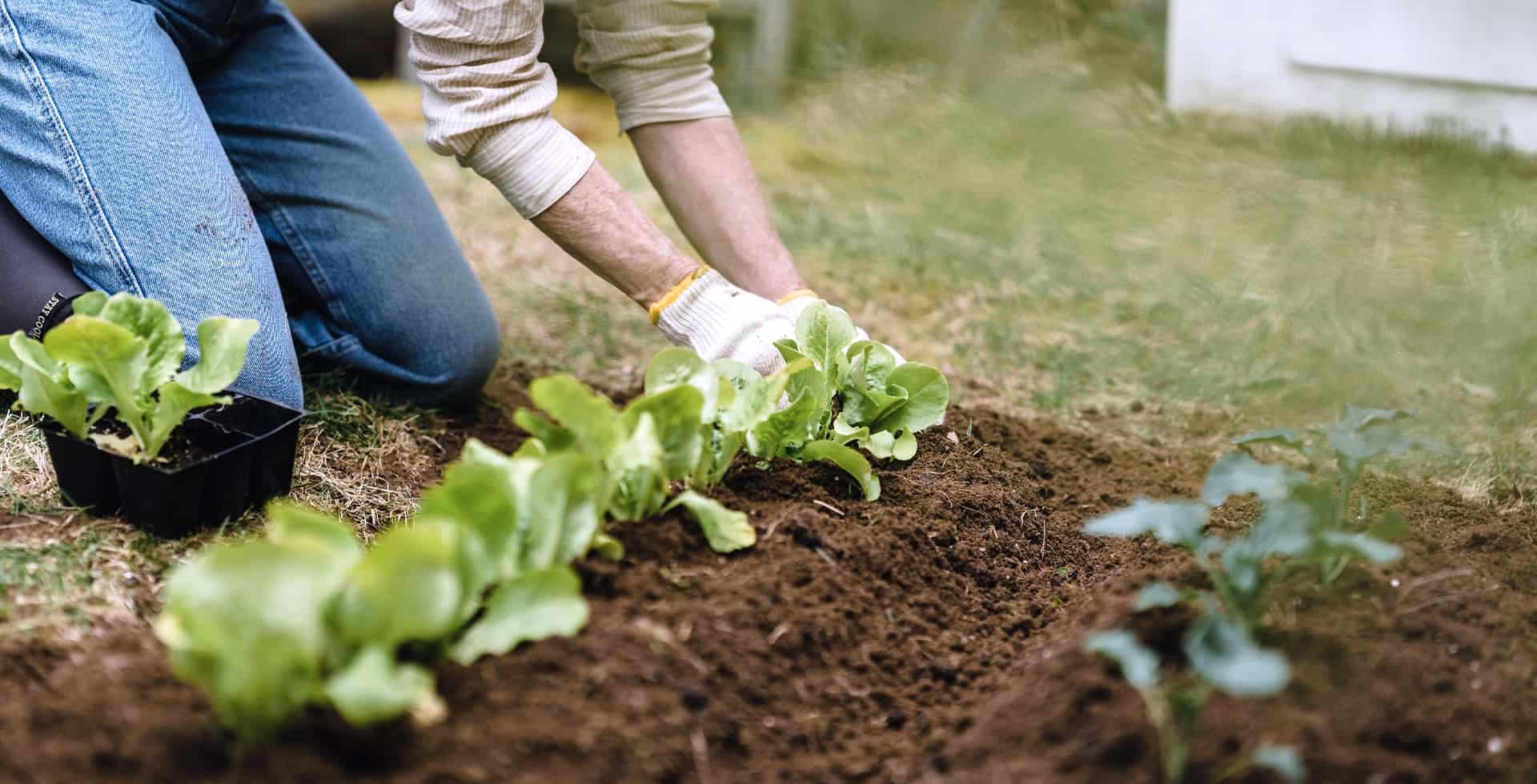 Person som planterar i en rabatt.