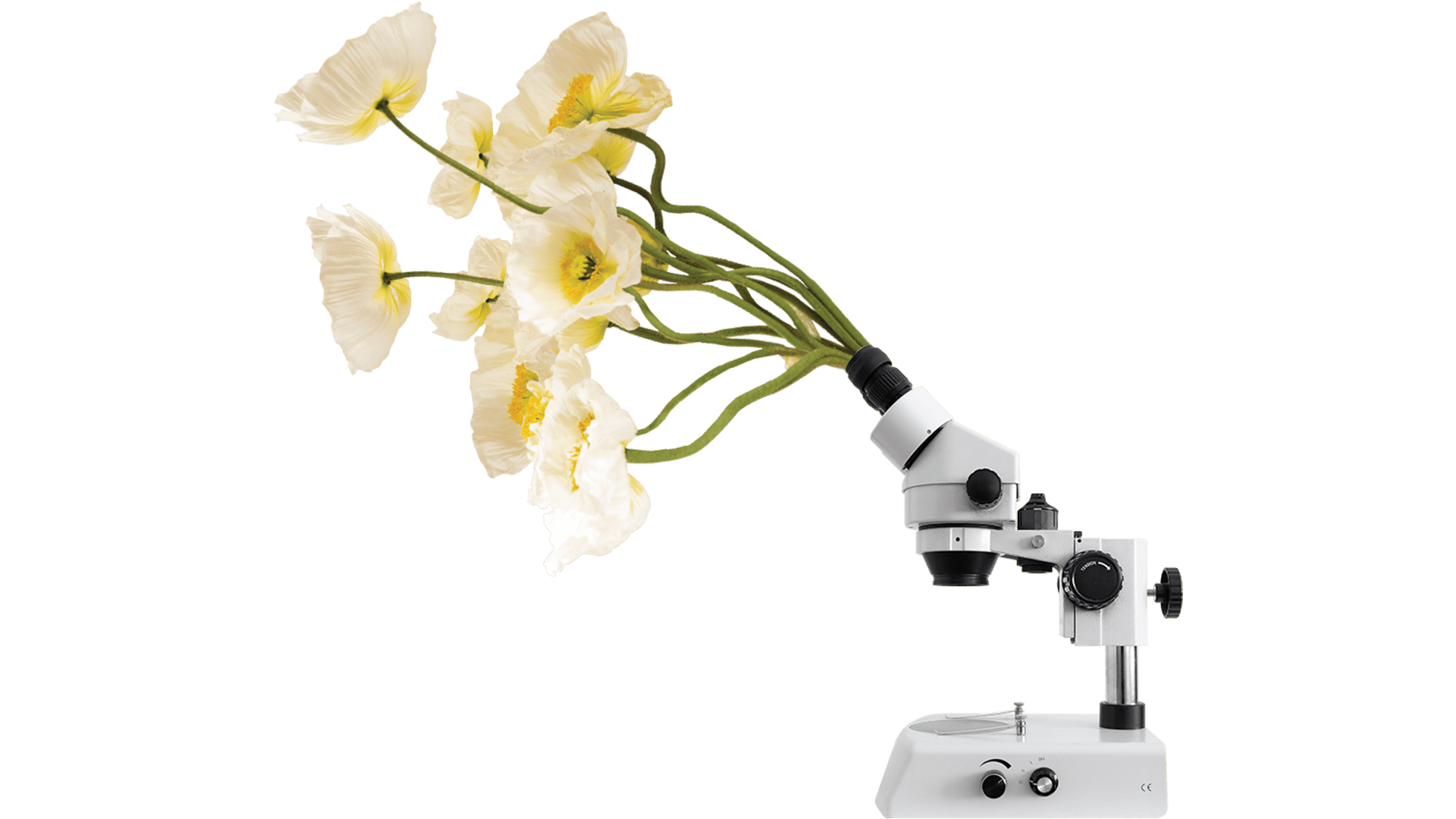 Ett kollage med blommor som växer ur ett mikroskop.